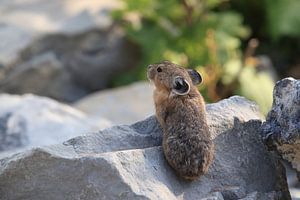Pika Glacier National Park  Montana USA