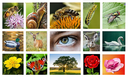 Natuur en klene beestje gezien door het menselijk oog