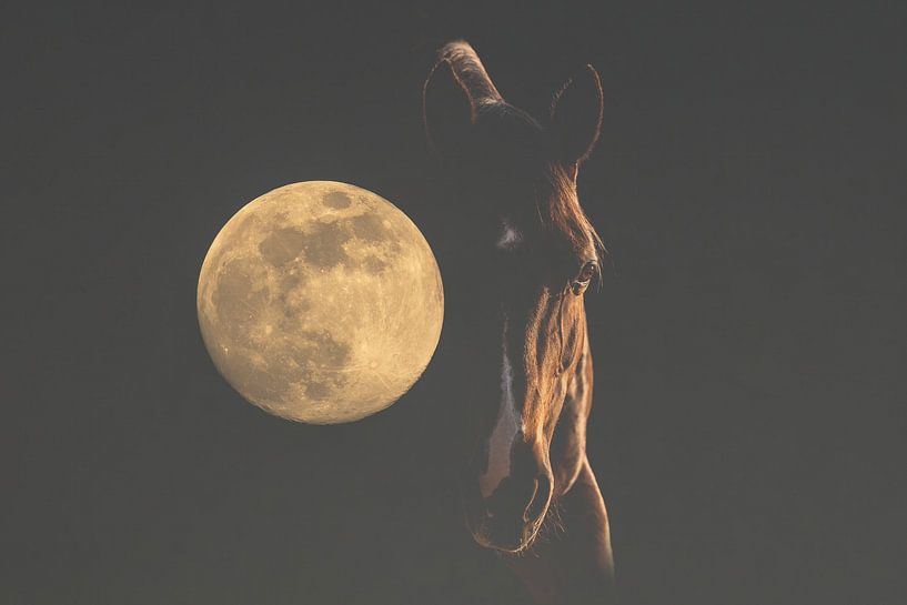 Cheval au clair de lune du silence nocturne par Femke Ketelaar