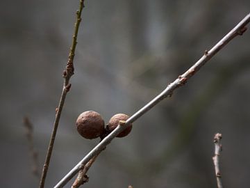 Herfstbessen in het voorjaar.