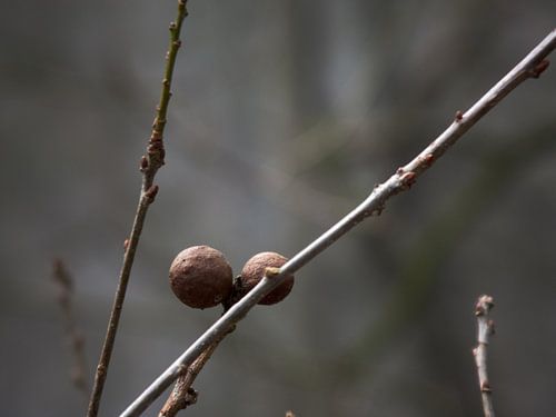 Herfstbessen in het voorjaar. von Job Westerduin
