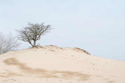Amsterdamse Waterleidingduinen