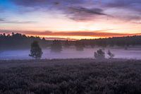 Mist