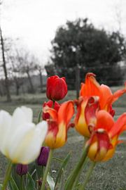 Tulips from the eastern Netherlands on the farm by Eef Bouman