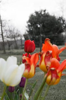 Tulips from the eastern Netherlands on the farm