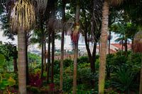Funchal through the trees