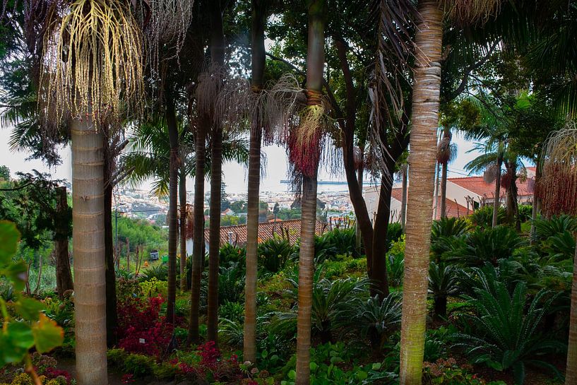 Funchal durch die Bäume von jonathan Le Blanc