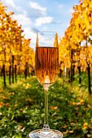 Sekt im Weinberg