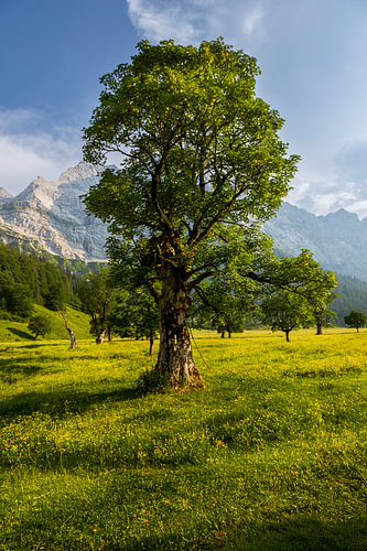 Großer Ahornboden in the Karwendel Nature Park