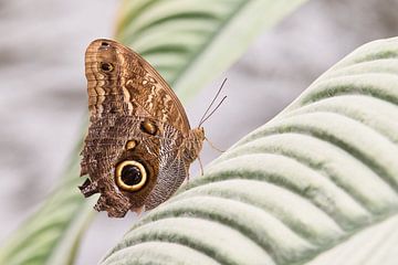 Schmetterling in seiner schönsten Form von Henrico Fotografie
