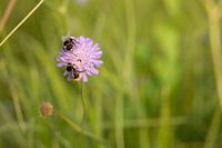 Vlinderhof | Natuur | Bloem | Beemdkroon en hommel