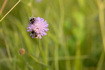 Blüte einer Buche mit Hummel von Claudia van Kuijk