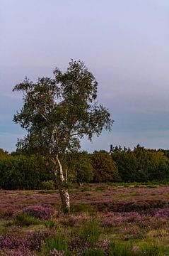 Birch in the middle of blooming Westerheide by Danielle Bosschaart