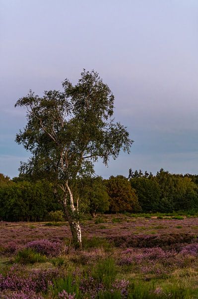 Birke inmitten der blühenden Westerheide von Danielle Bosschaart