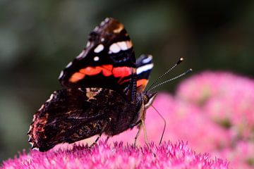 Een portret van een vlinder op een bloem
