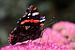 Ein Porträt eines Schmetterlings auf einer Blume von Gerard de Zwaan