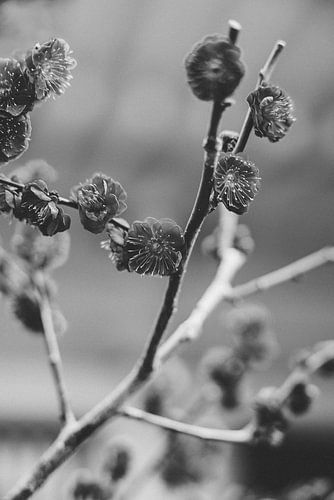 Gotokuji: Het Heiligdom van de Gelukskat in Tokyo