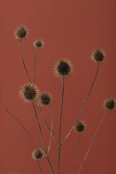 Distel roest rood 01