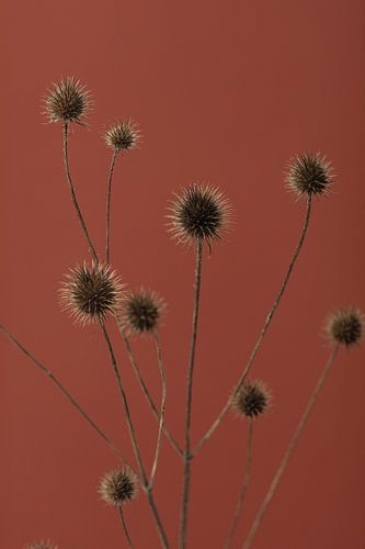 Distel roest rood 01