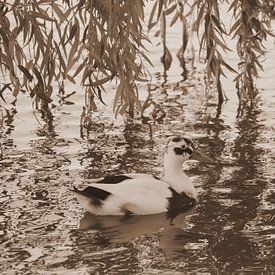 Eend in sepia van Jose Lok