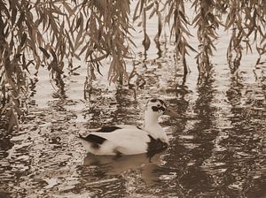 Ente in Sepia