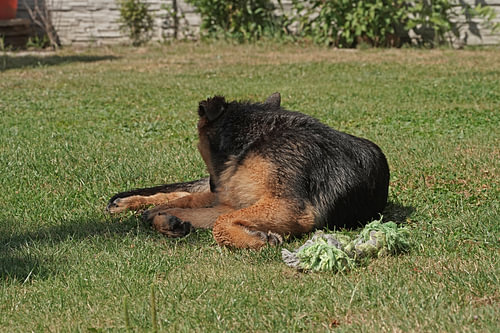 Schapenhond (puppy) liggend met speelbot