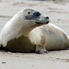 Zeehonden vrijlaten op het eiland Texel van Marcel Pietersen