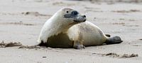 Seal release on the island of Texel by Marcel Pietersen thumbnail
