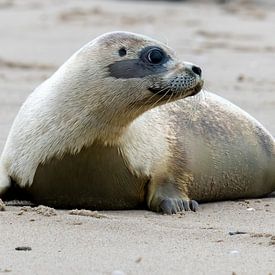 Seal release on the island of Texel by Marcel Pietersen