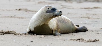 Zeehonden vrijlaten op het eiland Texel