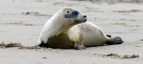 Zeehonden vrijlaten op het eiland Texel van Marcel Pietersen