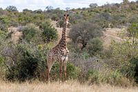 Zuid Afrika | Krugerpark | Giraf