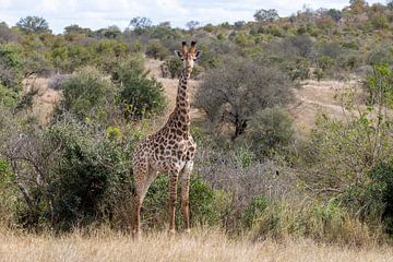 Zuid Afrika | Krugerpark | Giraf van Claudia van Kuijk
