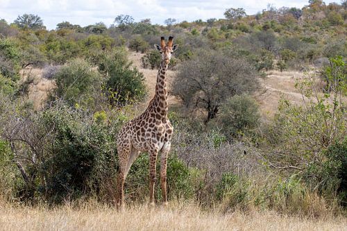Südafrika | Kruger Park | Giraffe