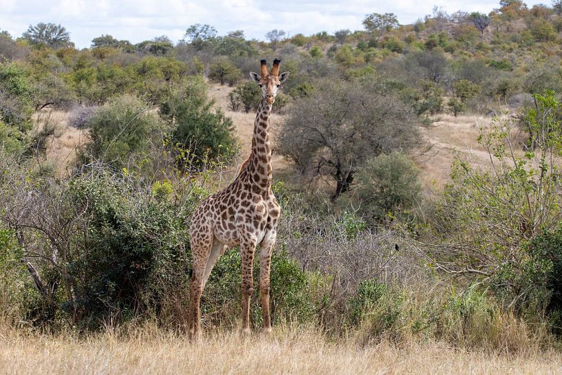 Afrique du Sud | Parc Kruger | Girafe par Claudia van Kuijk