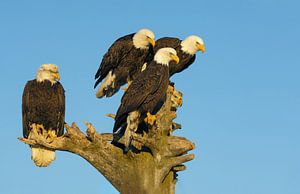 Vijf Amerikaanse zeearenden (Focussed) van Harry Eggens