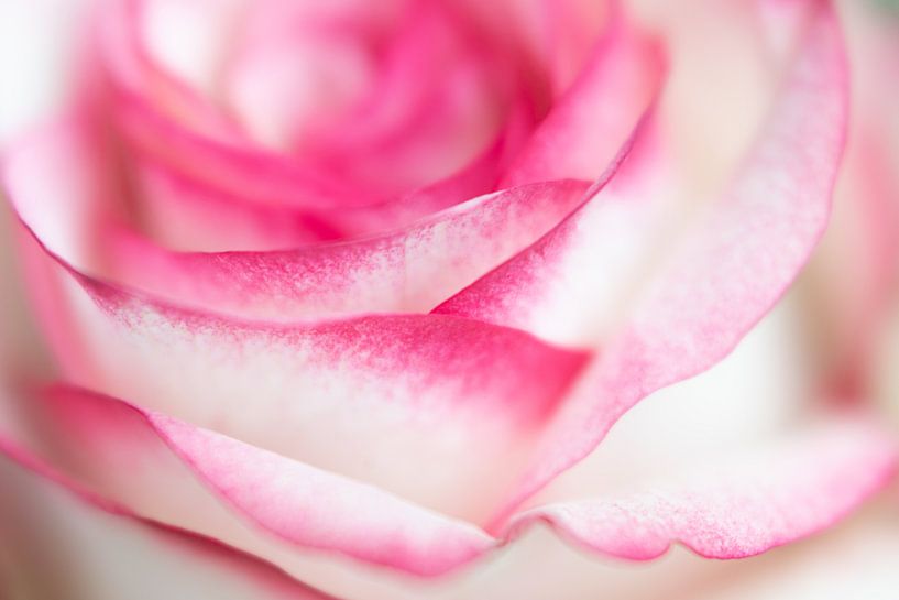 Strong rose... by Monique van Helden