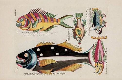 Rivierkreeften en krabben, Louis Renard, 1754 - Collectie Teylers Museum