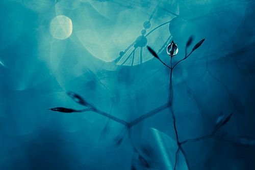 Dancing grasses in moonlight