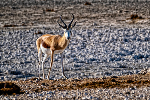 Ein neugieriger Springbock in Afrika von Patricia Hofmeester