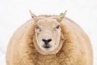 Portret van een schaap