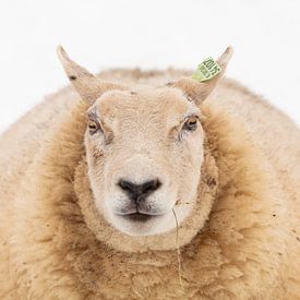 Sheep by Marijke van Eijkeren