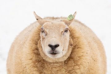 Portret van een schaap