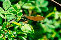 Libelle on a leaf