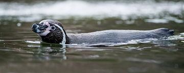 Humboldtpinguïn : Ouwehands Dierenpark van Loek Lobel