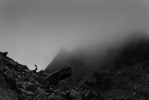 Steinbock in den Schweizer Alpen