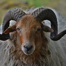Drents moutons de bruyère avec des cornes joliment frisées sur Daniëlle Beckers