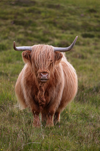 Highland Cattle