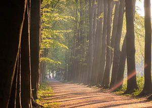 sonnige Allee von Tania Perneel