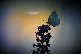 Colorlight Butterfly by A. Bles